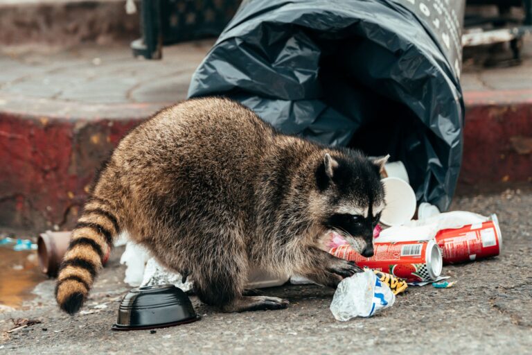 How to Best Secure Your Trash Cans from Critters in Oglethorpe County, GA